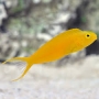 blenny yellow fiji canary