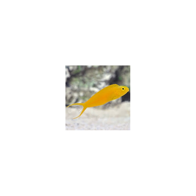blenny yellow fiji canary
