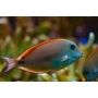 TANG LAVENDER SURGEONFISH