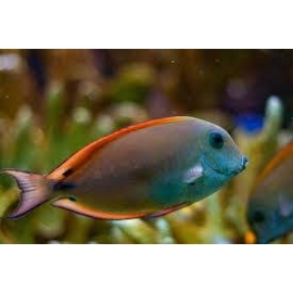 TANG LAVENDER SURGEONFISH