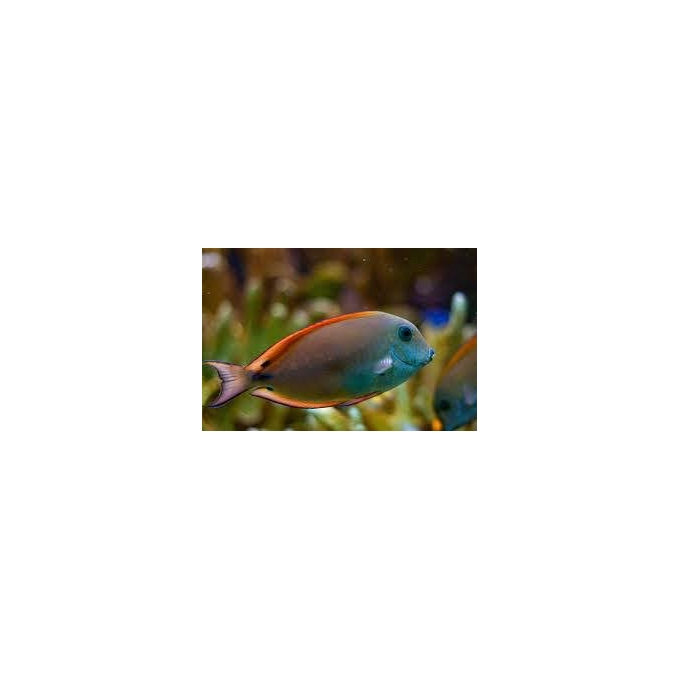 TANG LAVENDER SURGEONFISH