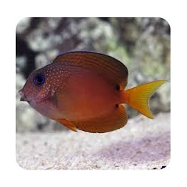 TANG TWO SPOT BRISTLETOOTH