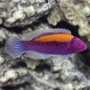WRASSE ORANGE BLACK