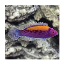 WRASSE ORANGE BLACK