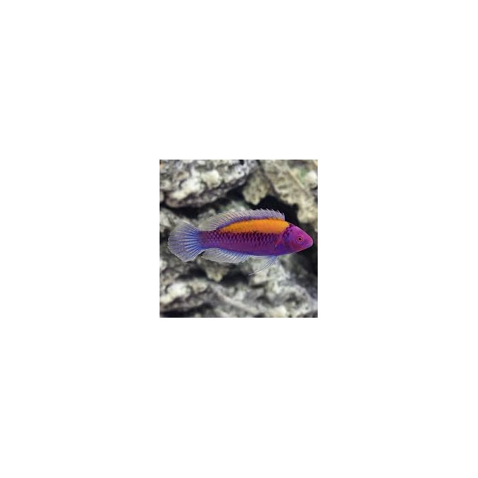 WRASSE ORANGE BLACK