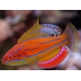 WRASSE MCCOSKERI