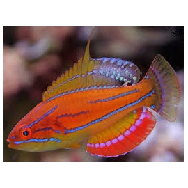 WRASSE MCCOSKERI