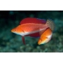 wrasse ruby finned fairy male
