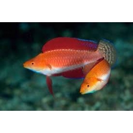 wrasse ruby finned fairy male