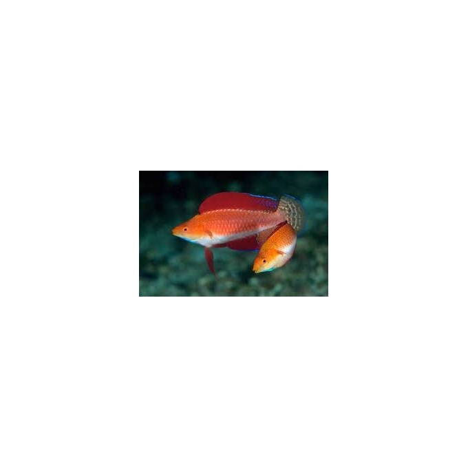 wrasse ruby finned fairy male