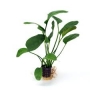 planta n echinodorus apart tk