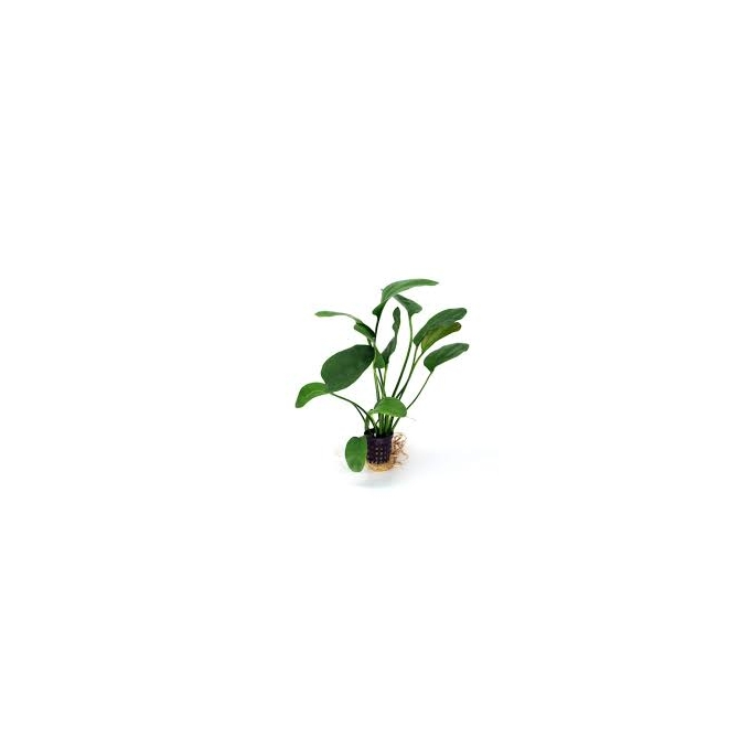 planta n echinodorus apart tk