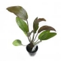 planta n echinodorus indian red tk