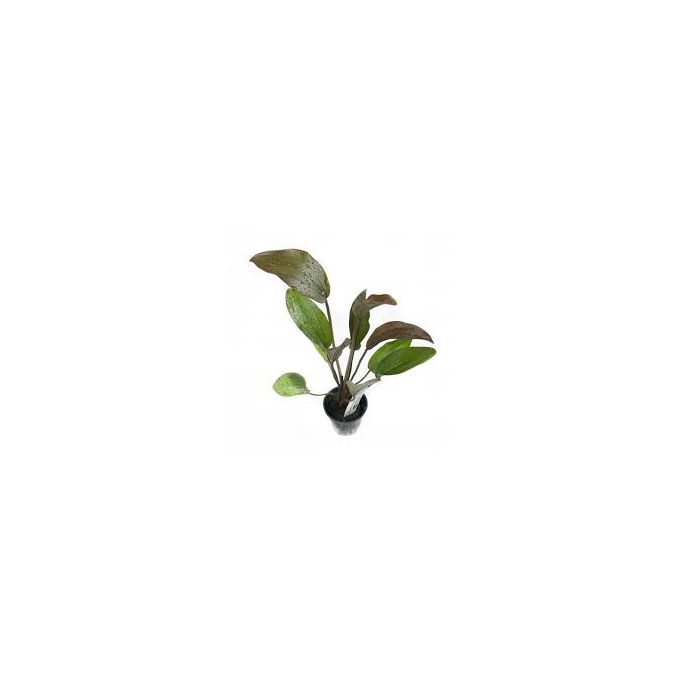 planta n echinodorus indian red tk