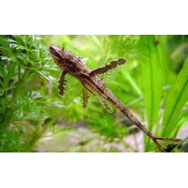 cascudo rinolocaria fallax