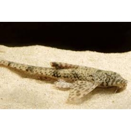 cascudo rinolocaria lanceolata