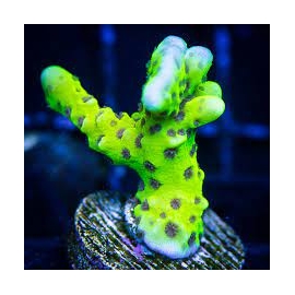coral acropora slime ball md
