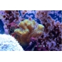 coral pocilopora yellow/green pq 