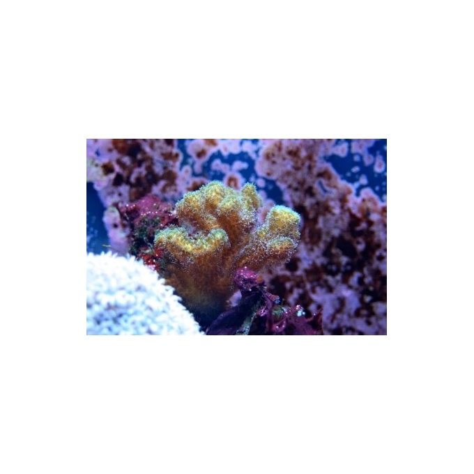 coral pocilopora yellow/green pq 