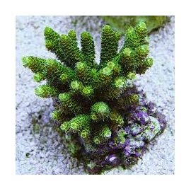coral millepora green pq