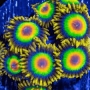CORAL ZOANTHUS RASTA PQ