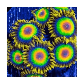 CORAL ZOANTHUS RASTA PQ