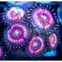 coral zoanthus pink zippers colonia
