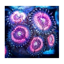 coral zoanthus pink zippers colonia
