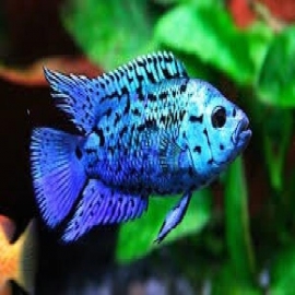 Jack dempsey blue import gr