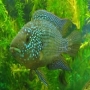 Jack Dempsey Blue casal md