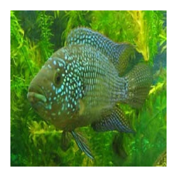 Jack Dempsey Blue casal md