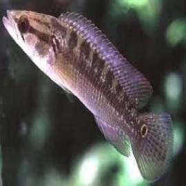 Jacunda marmorato gr