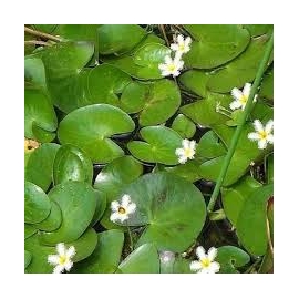 planta n ninfeia humboldtiana 