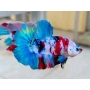 betta plakat koi linhagem multicolor