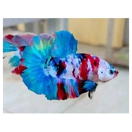 betta plakat koi linhagem multicolor