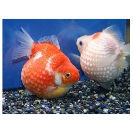 kinguio perola pq tipo a