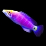 wrasse mystery