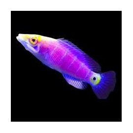 wrasse mystery