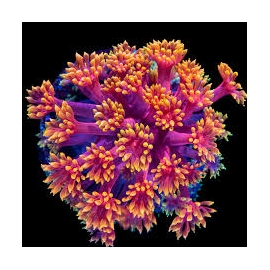 coral goniopora melancia/red