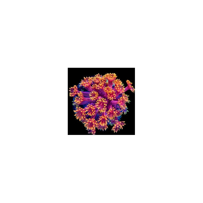 coral goniopora melancia/red