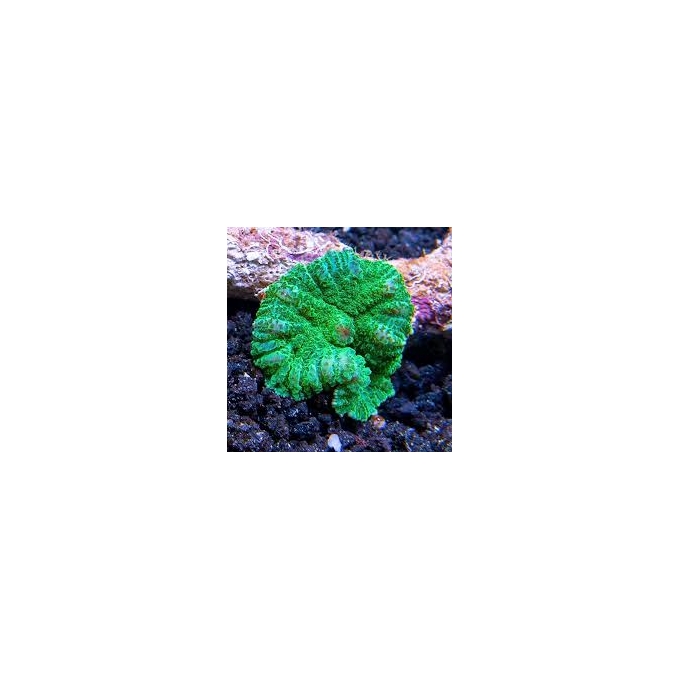 coral mushroom bounce green metalic gr 01 boca
