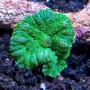 coral mushroom bounce green metalic md 01 boca