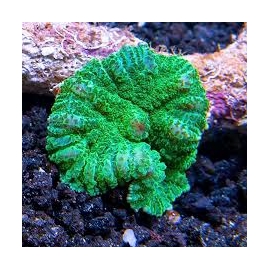coral mushroom bounce green metalic md 01 boca