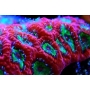 coral favia bipolar