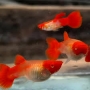 LEBISTE KOI ALBINO CASAL