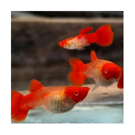LEBISTE KOI ALBINO CASAL