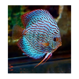 ACARA DISCO ROYAL BLUE MTZ