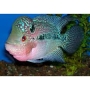 CICHLASOMA FLOWERHORN BIG HEAD 12/14CM