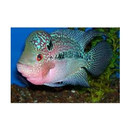CICHLASOMA FLOWERHORN BIG HEAD 12/14CM