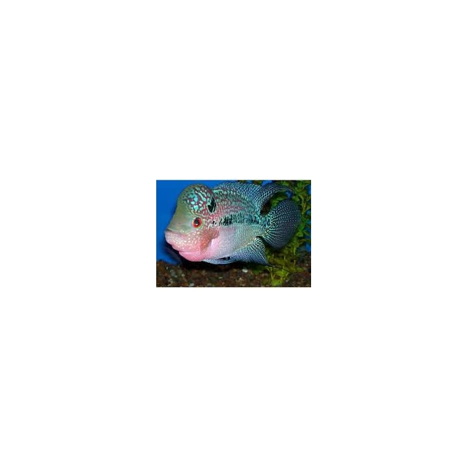 CICHLASOMA FLOWERHORN BIG HEAD 12/14CM